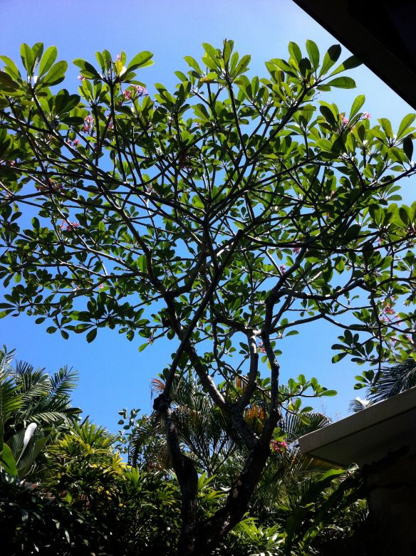 The frangipani tree in Zoe's hotel courtyard is significent